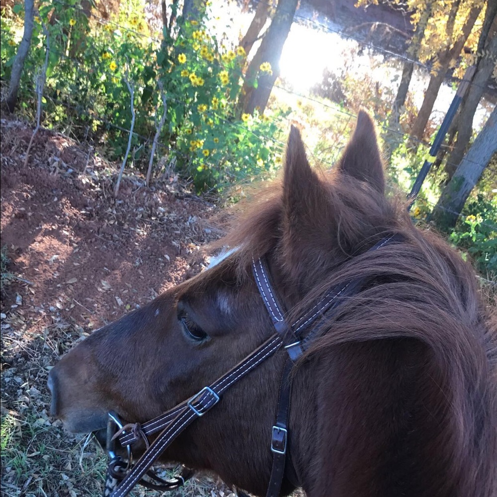 Meet your Posher, Amber